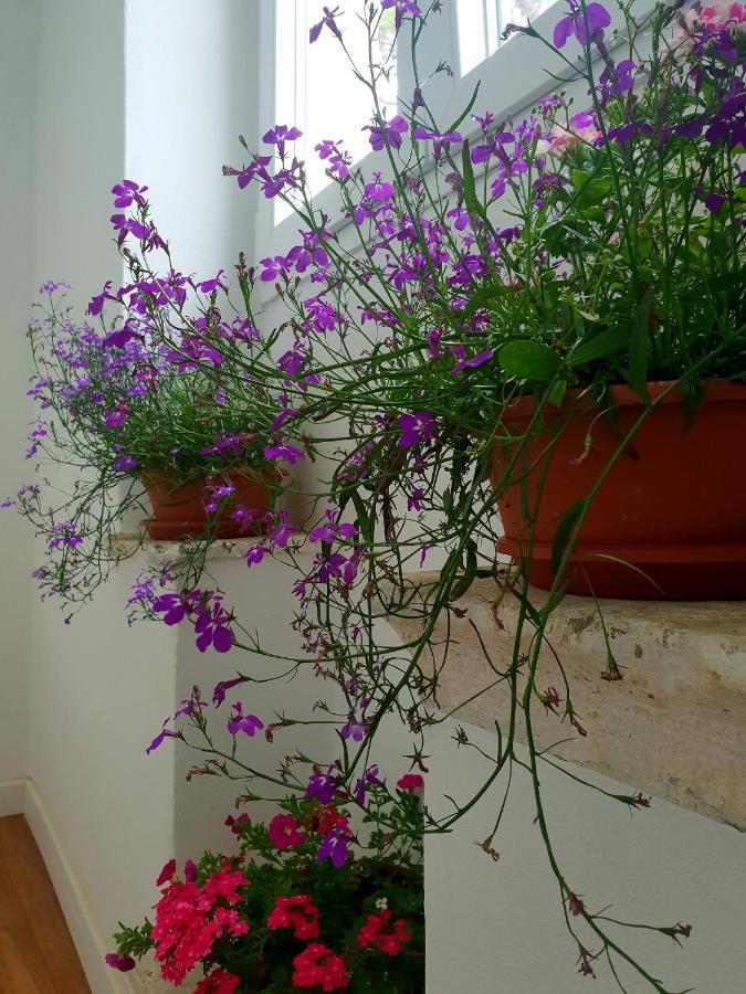 קורצולה Sorelle Apartment מראה חיצוני תמונה
